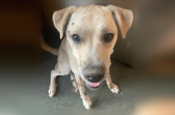 Lost dog, Oakville Avenue, Waterbury, Boston - male, tan, dragging a long red leash - photo