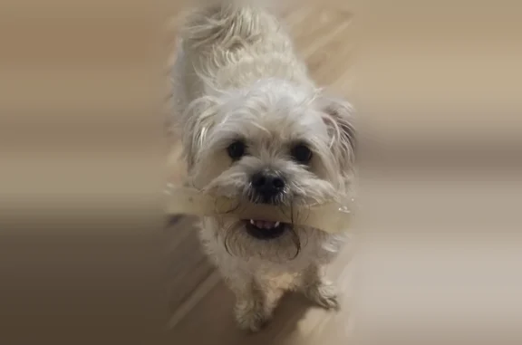 Lost dog, North Bedford Falls Road, 13405, Platte City - female schnug, white fur - photo