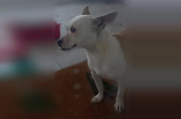Lost dog, Northwest 141st Avenue, 15081, Fort Myers - female with a pink collar - photo