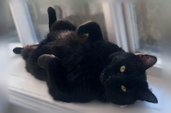 Missing cat Portland, photo: Lost cat, Lane Avenue, 180, Portland - female, all black, slightly overweight