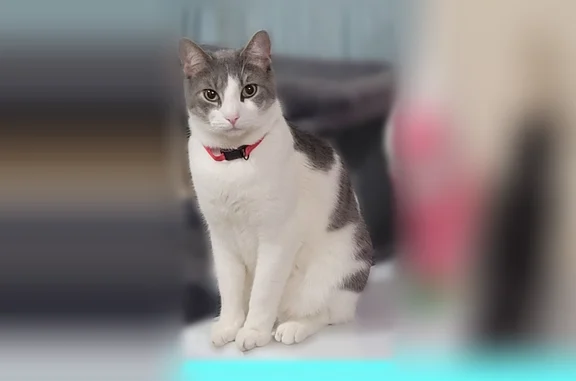 Missing cat Lincoln, photo: Missing cat Male, Lincoln (usl537568)