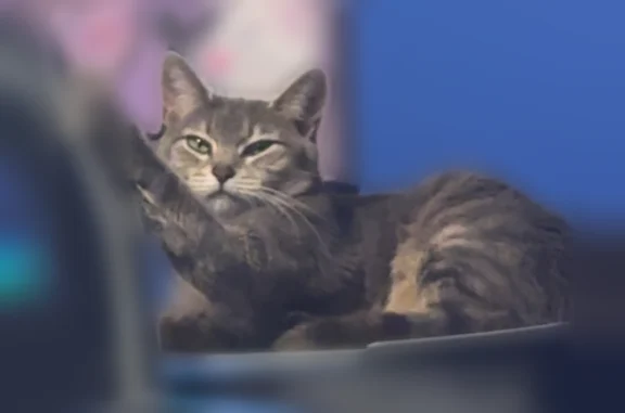Lost cat, Poplar Grove Road South, 782, Boone - female gray tabby with green eyes - photo