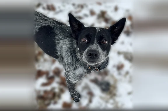 Lost dog - female, Hardin Drive, 2208, Oklahoma City - photo