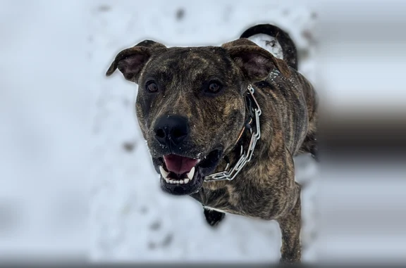 Lost dog, Hardin Drive, 2208, Oklahoma City - very friendly, food motivated - photo