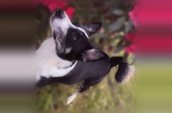 Lost dog, Coal City, West Virginia, Crab Orchard - female, medium-sized, black and white with black specks on her legs - photo