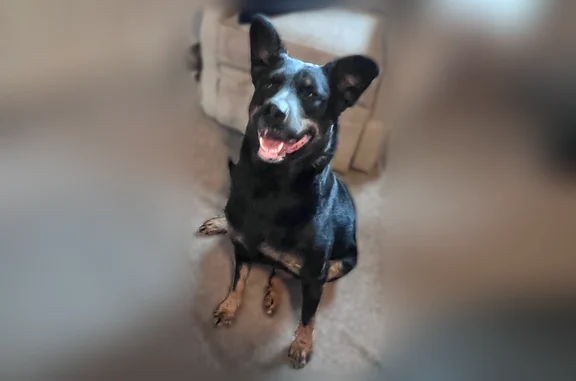 Lost dog, West Twin Oaks Street, 2413, Broken Arrow - photo