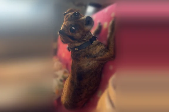 Missing dog Schertz, photo: Lost dog, storage facility off Front St and Fairgrounds, Midland, Texas - male brindle chaweenie with white patches