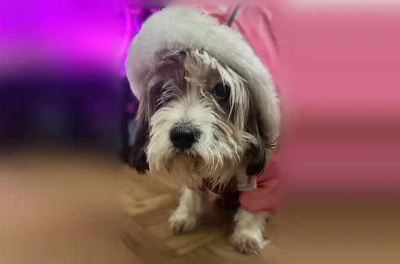 Lost dog, Lakeside Drive Northeast, 3480, Atlanta, Arlington - female, limping, 15 years old - photo