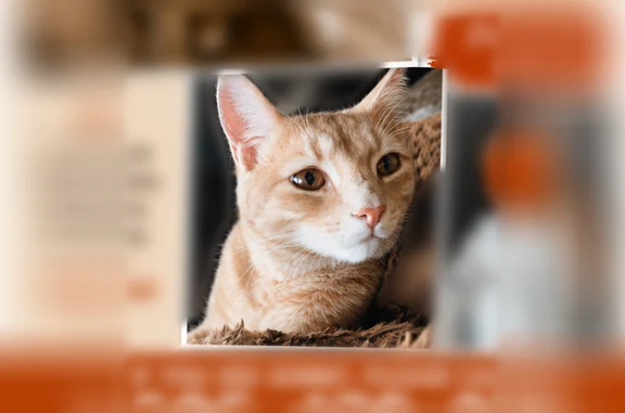 Lost cat, Vroom Road, 1355, Village of Spencerport, Spencerport - photo