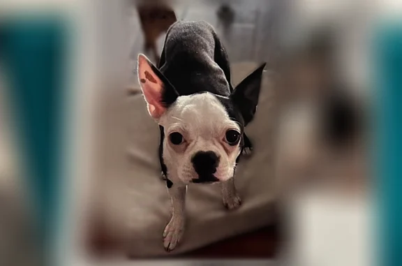 Lost dog, Saguaro National Park, Arizona, USA, Phoenix - female, 12 lbs, white face - photo