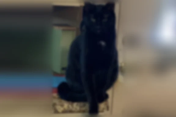 Lost pets Arlington, photo: Lost cat, Alison Avenue, 2202, Bossier City, Arlington - male, black with a small white spot on chest