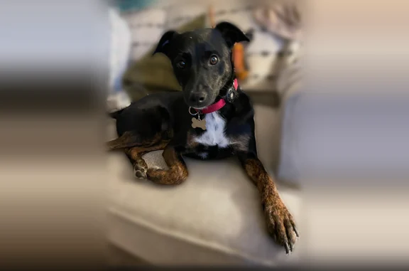 Missing dog Concord, photo: Lost dog, Southwest Darling Lane, 16676, Sherwood, Concord - female