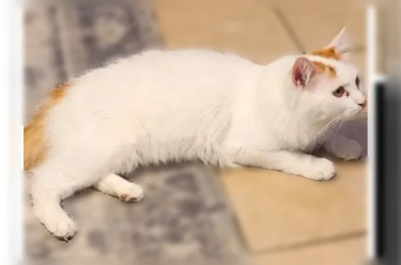 Lost pets Mesa, photo: Lost cat, East Garnet Avenue, 7910, Mesa - white with orange patches