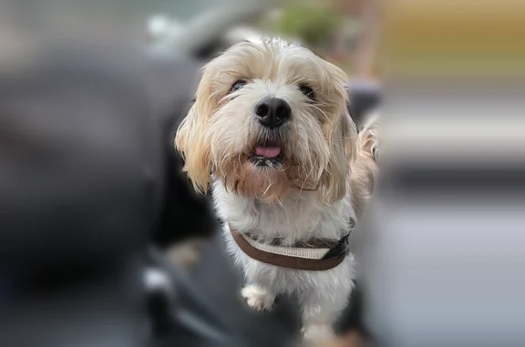 Lost dog, North Kenmore Avenue, Chicago - apricot and white, 25 pounds - photo