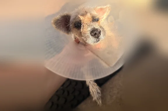 Missing dog Long Beach, photo: Lost dog, North Burton Avenue, 5549, San Gabriel, Long Beach - female, brown, cone on
