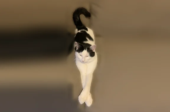 Lost cat, Temple Street, 111, Saco - male, black and white spotted, crooked tail - photo