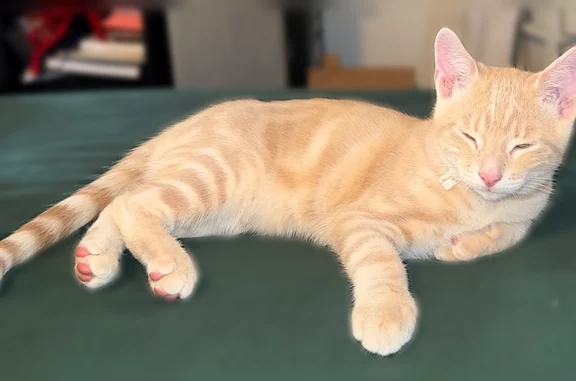 Missing cat Belterra, photo: Lost cat, Laurel Hill Street, 48, Arlington - male, cream coat with brown/tan markings