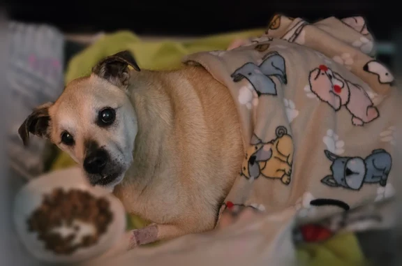 Lost dog, male, Leeds Avenue, 515, Indianapolis - tan and white, partially blind - photo