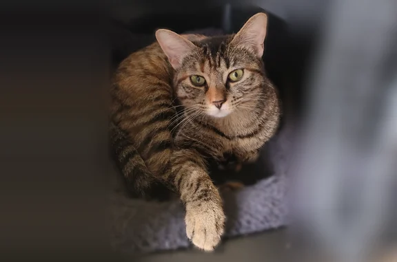 Chat trouvé Mettray, photo: Chat perdu, Rue des Bourgetteries, 40, Mettray - femelle craintive
