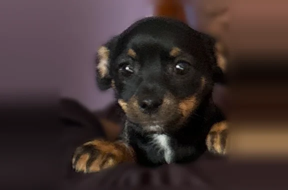 Missing dog Omaha, photo: Lost dog, female, Omaha, Nebraska, Omaha - very thin, tiny puppy