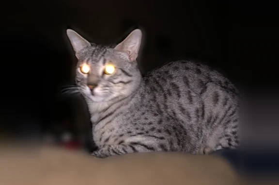Lost cat, West Pepperidge Way, Las Vegas - gray short coat, green eyes - photo