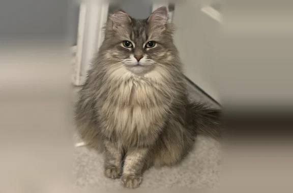 Lost cat, Bruce Avenue, Windsor - female, ear tip clipped - photo