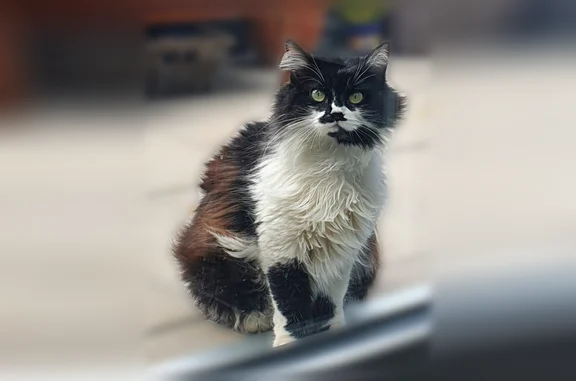 Animaux perdus Paris, photo: Perdu chat femelle, Impasse Maurice Clavel, 4, Baillargues, Paris - très craintive