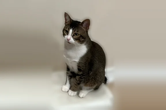 Missing cat Austin, photo: Lost cat, South Lamar Boulevard, 909, Austin - male, speckled brown, white chest and feet