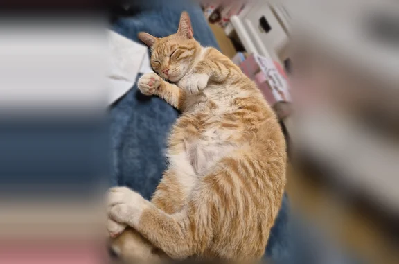 Lost cat, South 2nd Street, 3090, Waco - male tabby, 2 years old - photo