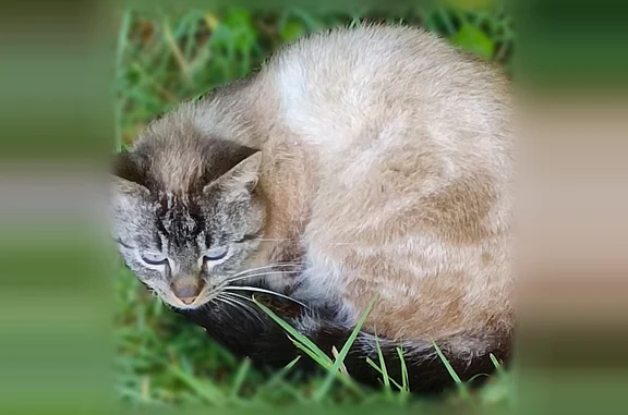 Animaux trouvés Landerneau, photo: Chat trouvé, Rue du Calvaire, Landerneau - mâle