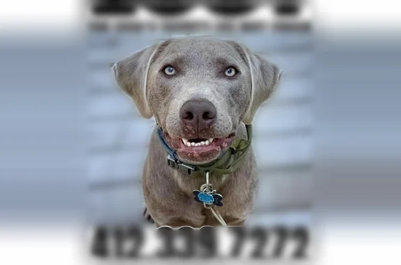 Lost dog, Ferguson Road, 2259, Allison Park - male Labrador with an army green collar - photo