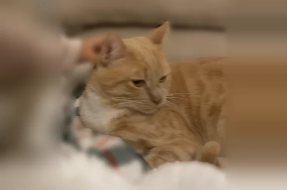 Animaux perdus Lyon, photo: Chat perdu, Lyon - tigré marron avec tache blanche au cou