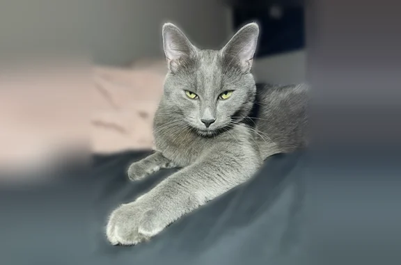 Lost cat, Cox Avenue, 2112, Modesto - male, gray, green eyes - photo