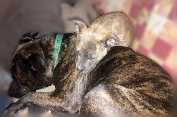 Lost dog, Serena Lane, 285, Alpharetta - brindle pit - photo