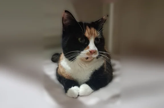 Chat perdu, Delle, photo: Perdu chat femelle, Rue Mozart, Delle - tricolore et très câline