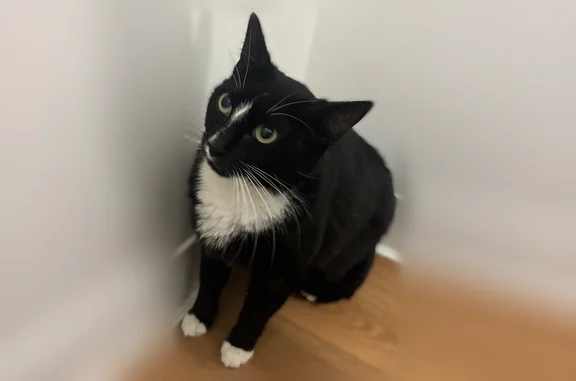 Animaux trouvés La Bassée, photo: Chat trouvé, La Bassée - femelle, noir et blanc, blessée sous le bras