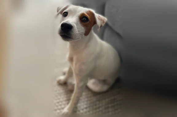 Chien perdu Noisy-le-Grand, photo : Chien perdu, Rue des Prévoyants, 23 Bis, Noisy-le-Grand - Jack Russel blanc avec tache marron à l’œil gauche