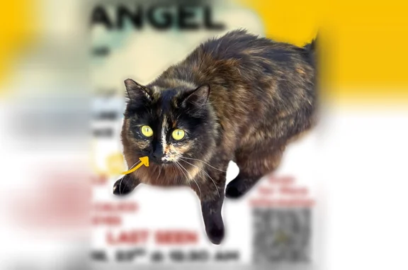 Lost cat, Questa Court, 418, Palmdale - female long-haired calico - photo