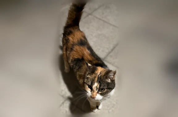 Chat trouvé Offemont, photo: Chat trouvé, Allée Louise Michel, 28, Offemont - très propre, docile, trace de collier
