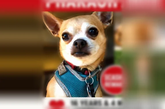 Lost dog, East Delavan Avenue, 296, Buffalo - tan coat - photo