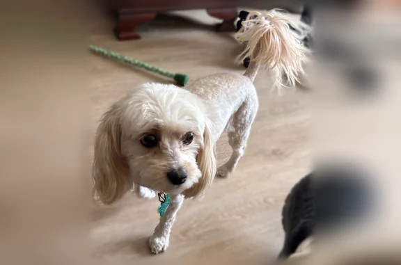 Lost dog, East Freeway, Columbus - female, poodle mix, about 10 pounds - photo