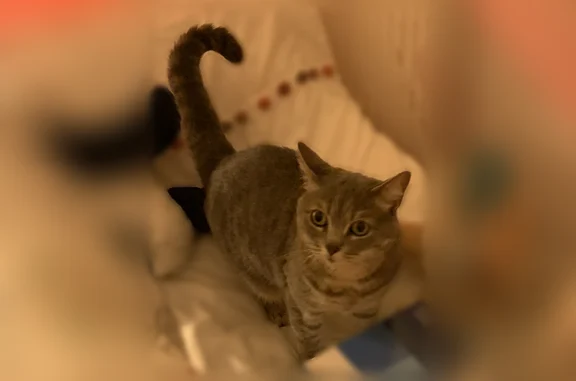 Chat perdu, Plouguerneau, photo: Chat perdu, Rue Bir Hakeim, 15, Mérignac, Plouguerneau - femelle, chatte européenne gris clair