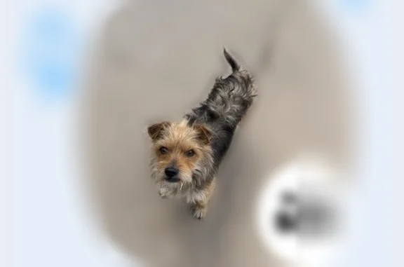 Lost dog, Holliday, 1412, Plainview - male Yorkie-Terrier with a scarred ear - photo
