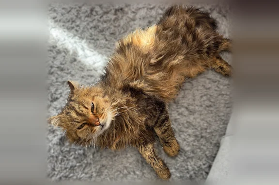 Animaux perdus Gespunsart, photo: Chat perdu, Fismes, Grand Est, Gespunsart - mâle sociable et gentil