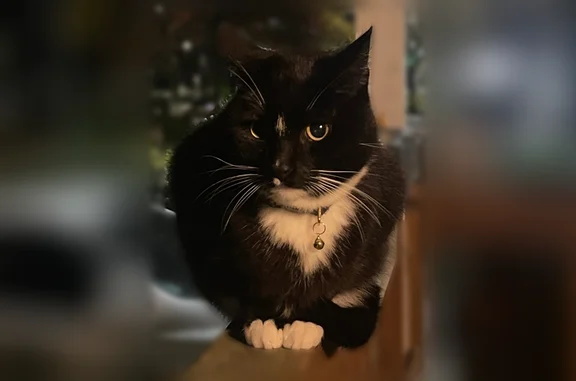 Lost pets Seattle, photo: Lost cat, female, Market Street, 1554, Tacoma, Seattle - tuxedo with white chest and paws