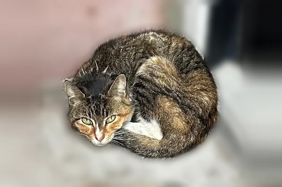Found cat, Halsey St/Patchen A...