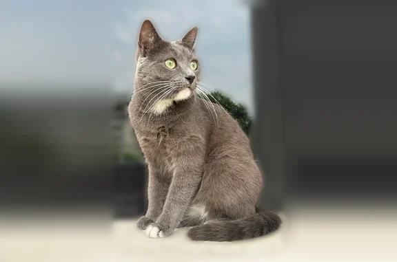 Animaux perdus Veyrier-du-Lac, photo: Chat perdu, Impasse du Pré au Moine, 9, Veyrier-du-Lac