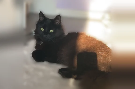 Perdu chat femelle, Avenue de la Cerisaie, 16, Fresnes, Paris - angora noir, collier rose - photo
