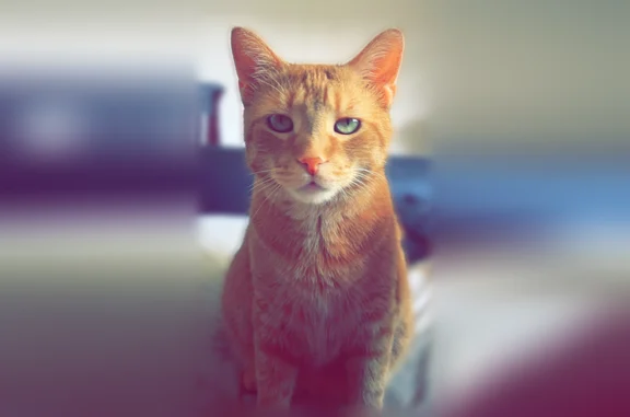 Lost cat, Colonial Drive, 15-35, Springville - male, orange tabby, neutered - photo