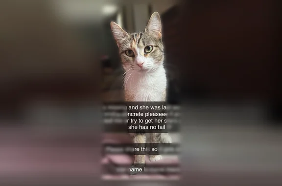 Lost cat, River Street, 160, Poca, Eleanor - female caliby Manx, almost 1 year old - photo